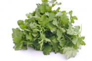 Cilantro