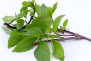 Thai Basil