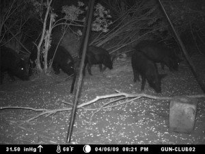 wild-boar1