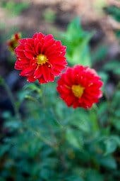 dahlia