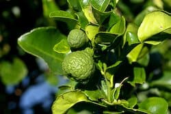 kaffir-fruit