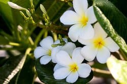plumeria