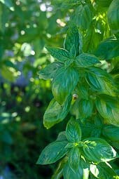 sweet-basil