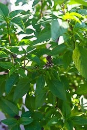 thai-basil