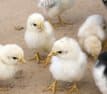 quaker-chicks