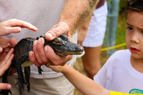 jaden-baby-alligator-012 jaden-baby-alligator-012