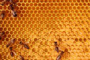 inside the bee-hive