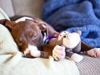 coco-sleeping-8907.jpg