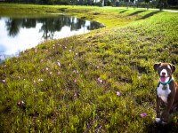 lawn-9829.jpg