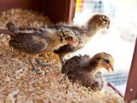 chicks-new-home-5277.jpg