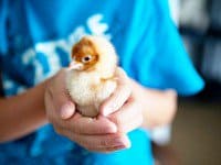 How to raise chicks - fire flapper