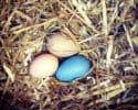 eggs-0726-2