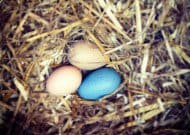 eggs-0726-2