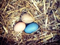 eggs-0726-2