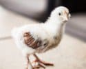 baby-chicks-2-weeks-old-7632.jpg