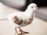 baby-chicks-2-weeks-old-7632.jpg