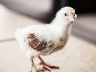 baby-chicks-2-weeks-old-7632.jpg