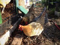 3-day-compost-1145.jpg