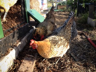 3-day-compost-1145.jpg