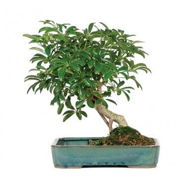 Indoor Bonsai Tree on Giveaway  Indoor Bonsai Tree From The Soothing Company   Steamy