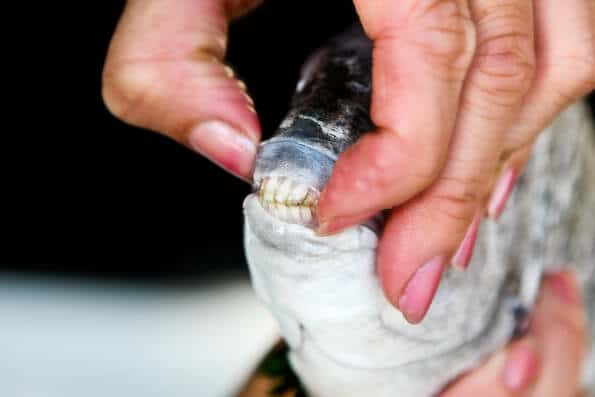 ugly sheephead fish teeth