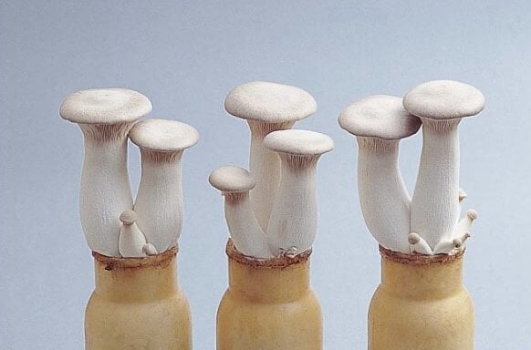 asian-mushroom-king-trumpet-growing