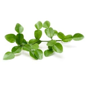 Kaffir lime leaves