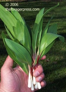 wild leek ramps