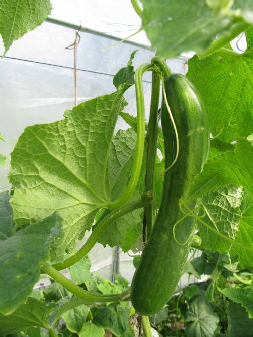 Cucumber on the vine