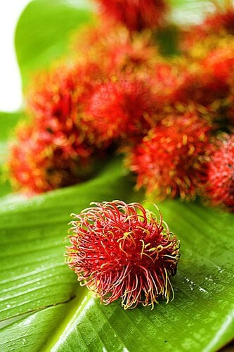 Rambutan Fruit