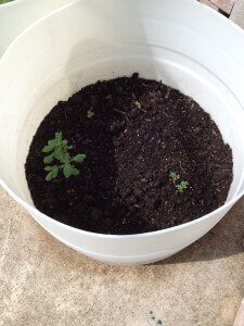 Potatoes in traditional potting soil.