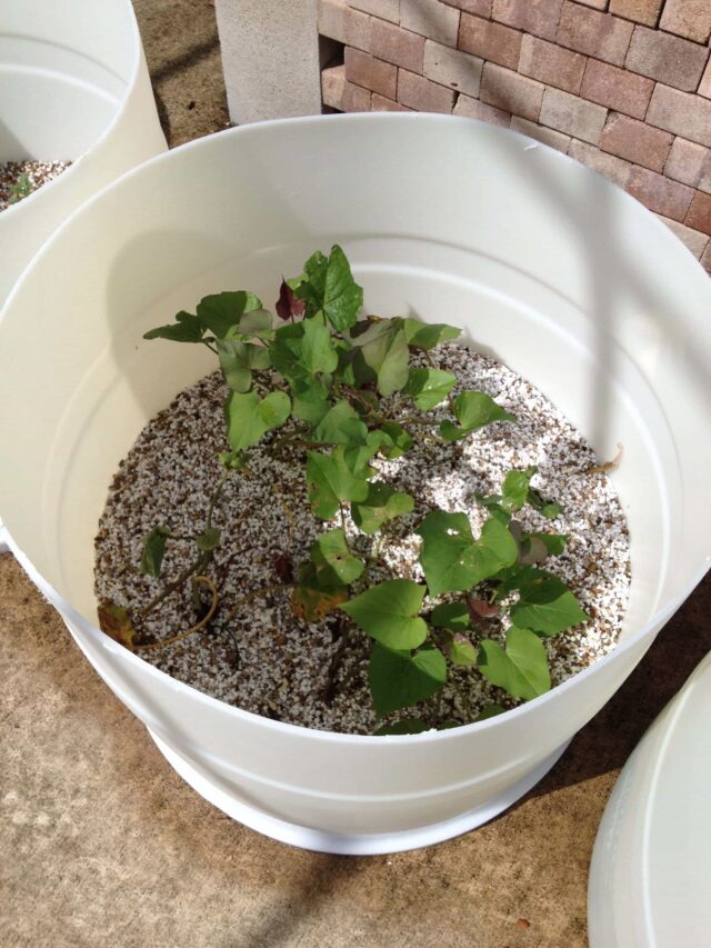 our aquaponic potatoes in a barrel experiment • steamy