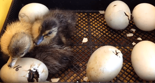 Hatching Baby Ducks!