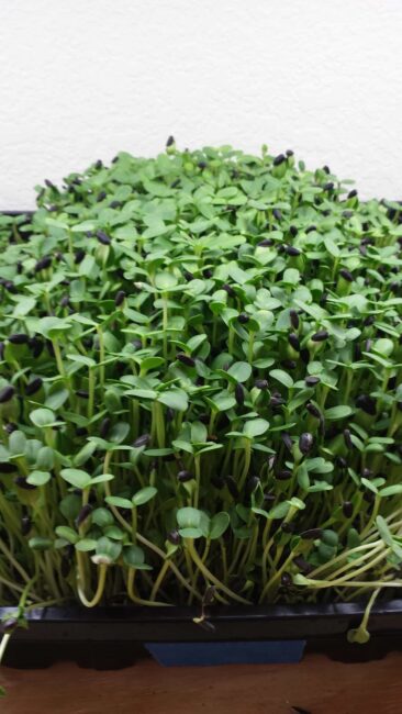 Grow: The Microgreens Mad Scientist • Steamy Kitchen Recipes Giveaways