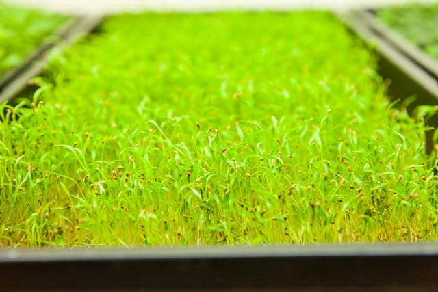 growing microgreens-1044