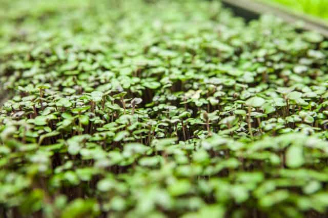 growing microgreens-1048