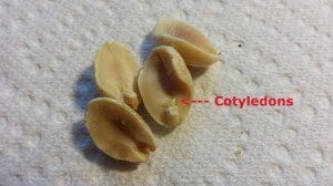 Cotyledons of Peanuts