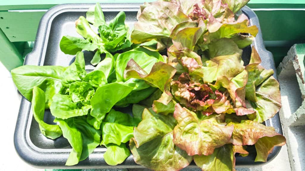 Grow: Foolproof Hydroponic Gardening in a Tub