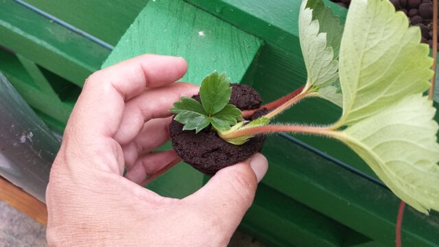 Grow: Aquaponic Strawberry Runners