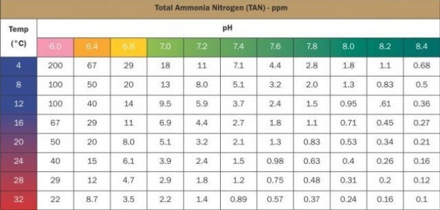 ammonia toxicity