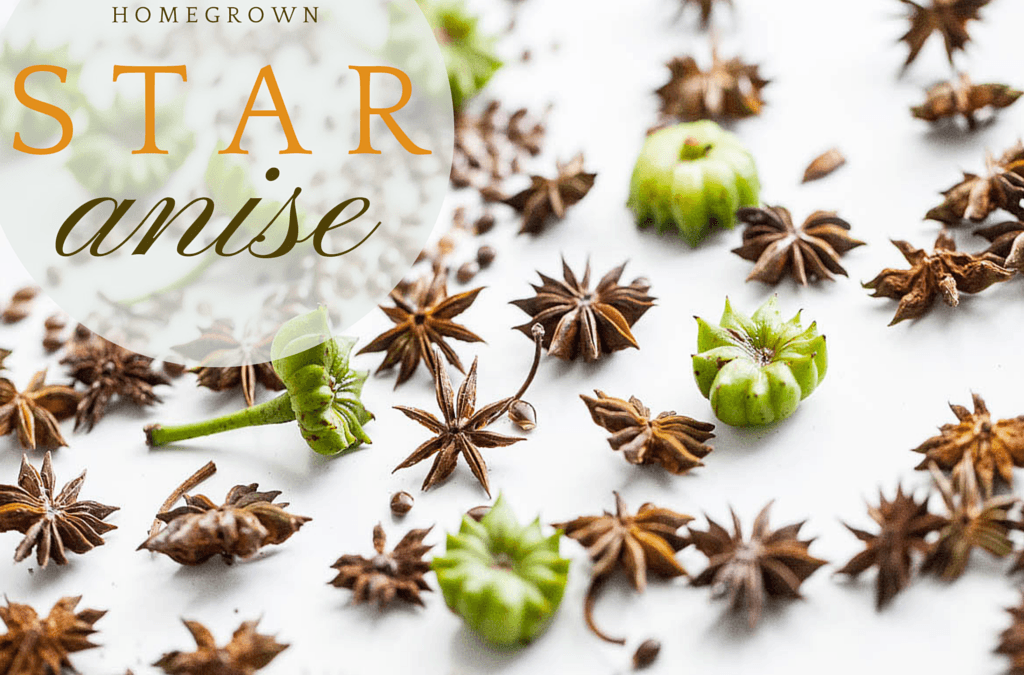 Home Grown Star Anise