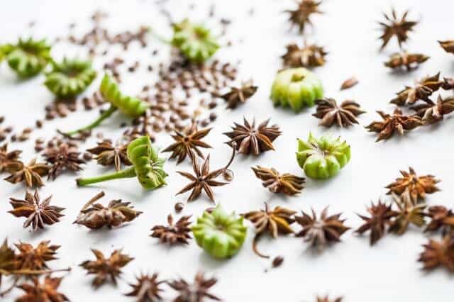 star-anise-2644