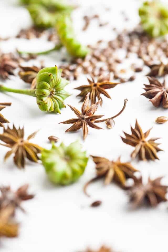 Home Grown Star Anise • Steamy Kitchen Recipes