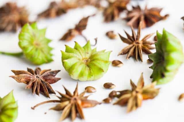 star anise plant