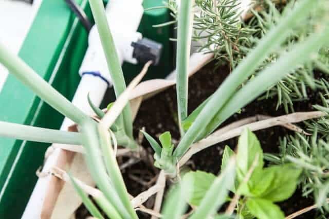 Slow Cooker Bone Broth Recipe - Asian grow your own green onion