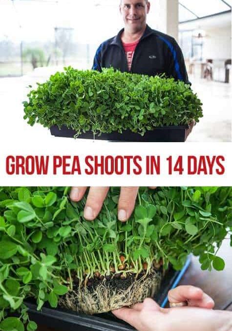 How to Grow Pea Shoots