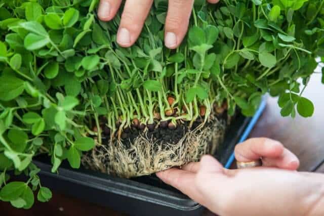 growing pea shoots sprouts microgreens-3905