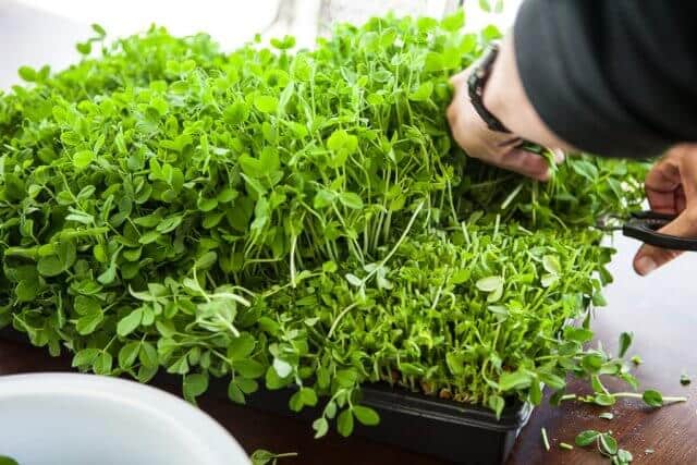 growing pea shoots sprouts microgreens-3909