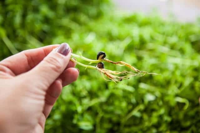 growing pea shoots sprouts microgreens-3911