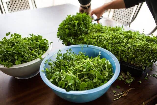 growing pea shoots sprouts microgreens-3912